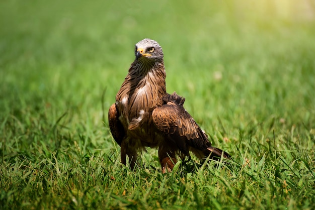 Stunning bird portrait in wild nature