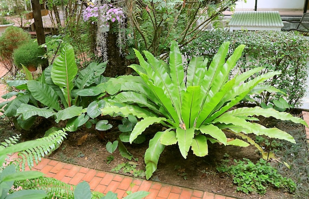 Stunning bird's nest fern growing in the tropical garden