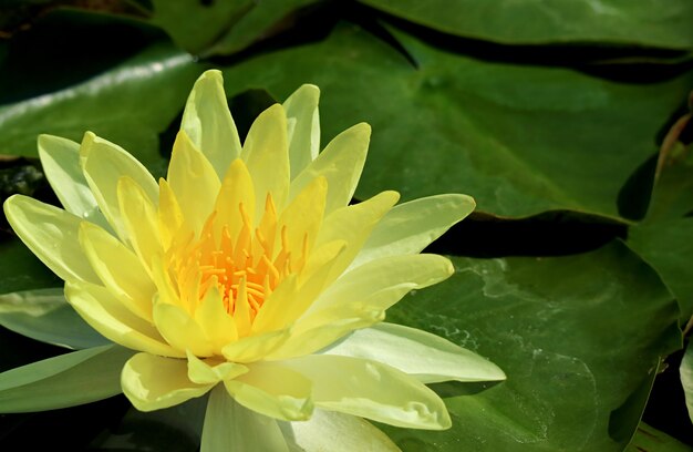 Stunning bright yellow joey tomocik hardy water lily blooming among green leaves