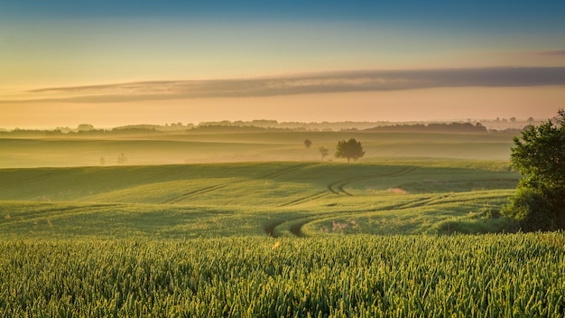 Photo stunning dawn at foggy field in summer europe