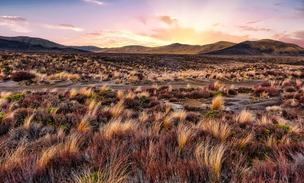 Foto lo splendido colore dell'ora d'oro sul terreno arido coperto di tussock dell'altopiano centrale della nazione