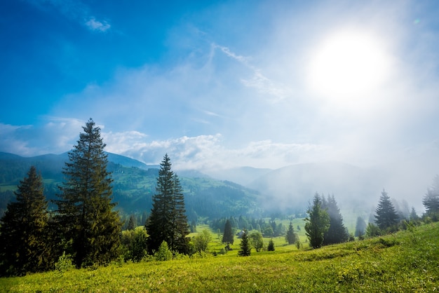 stunning gorgeous view of trees growing on green hills and mountains on a background of white clouds