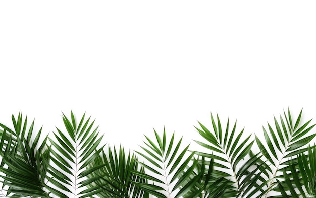 Foto impressionanti foglie di palma verdi isolate su uno sfondo bianco