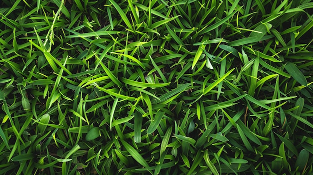 Удивительная высококачественная текстура пышной зеленой травы, которая богата деталями и беспрепятственно повторяется, чтобы создать яркий и естественный покрытие земли, идеально подходит для добавления свежести к