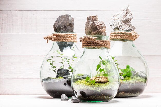 Stunning jar with piece of green forest with self ecosystem