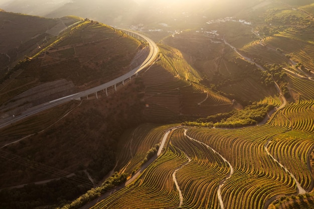 Stunning landscape of vineyards of douro valley