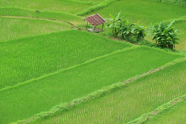 Risaie fertili sbalorditive nella stagione delle pioggie della provincia di nan, tailandia del nord