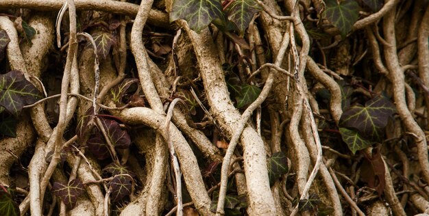 Foto una straordinaria foto di una superficie di legno a consistenza naturale