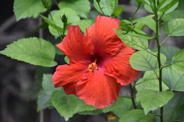 見事な赤いハイビスカス植物の開花と開花