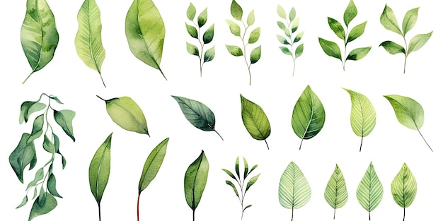 Потрясающий набор тропических зеленых листьев и винтажных акварельных осенних листьев, изолированных на белом