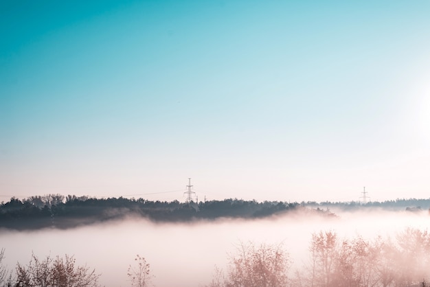 Stunning view of morning forest landscape in foggy weather.