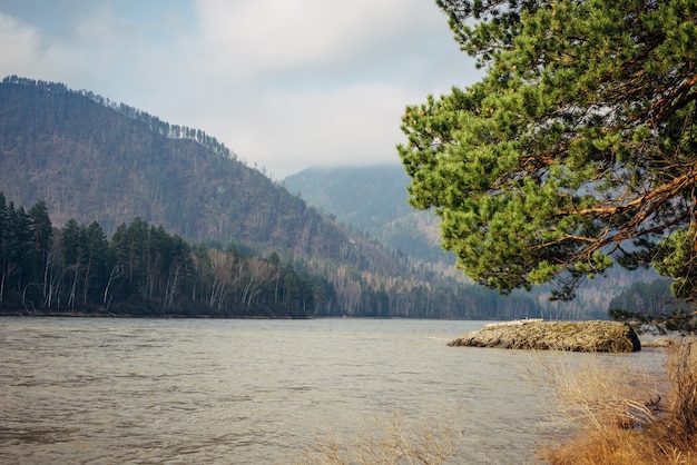 Stunning view of mountain river, hills covered with coniferous forest on sunny spring day. In the foreground, a lush green pine branch leans toward the water. Natural background.