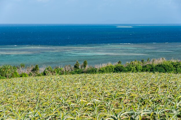 Stunning view of a pineapple field and gradient blue sea full of corals Barasu island in the background