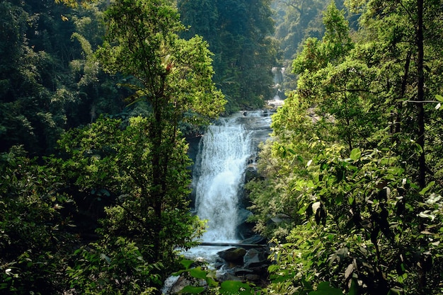 Stunning view of the waterfall through green forest