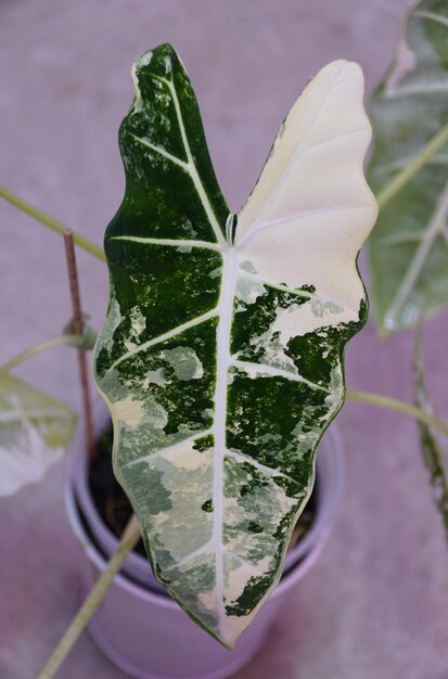 Photo stunning white and green marbled leaf of alocasia frydek variegated