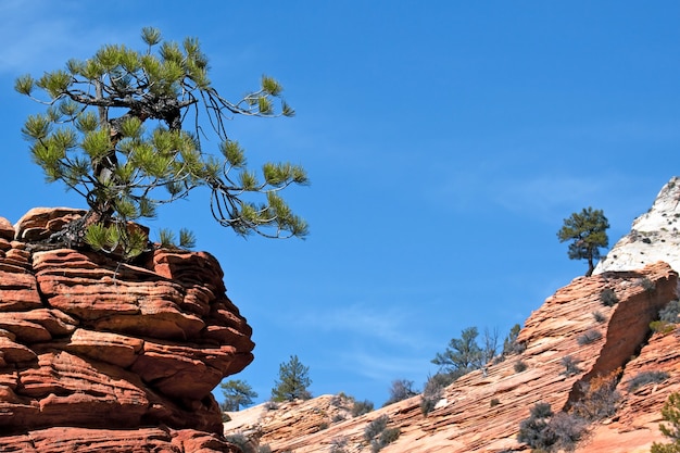 Stunted Tree on a Rocky Outcrop