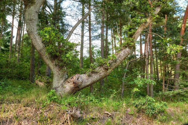 Sturdy tree in a wild forest in summer A wilderness landscape of various green vegetation with bushes and shrubs growing in nature or in a secluded uncultivated environment on a beautiful sunny day