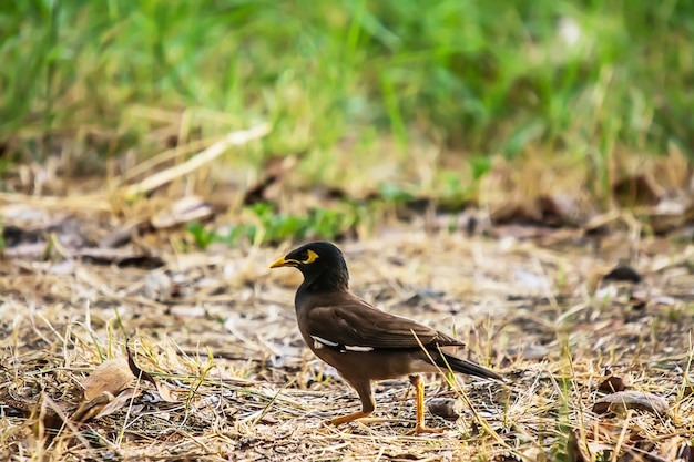 Sturnidae or Gracula religiosa Birds Common 