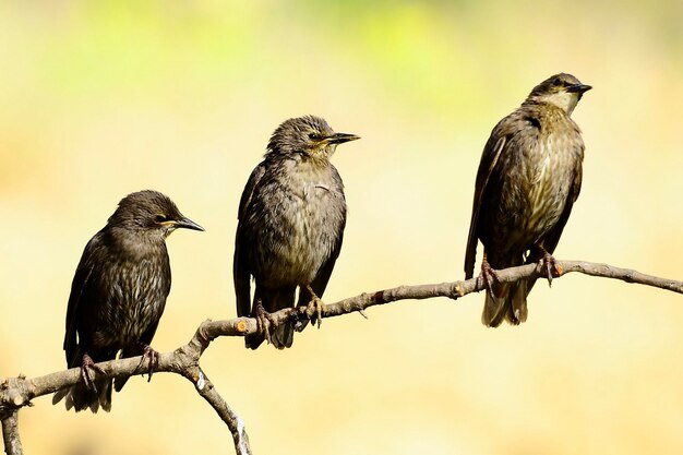 ムクドリ単色黒ムクドリはムクドリ科のスズメ目の鳥の一種です