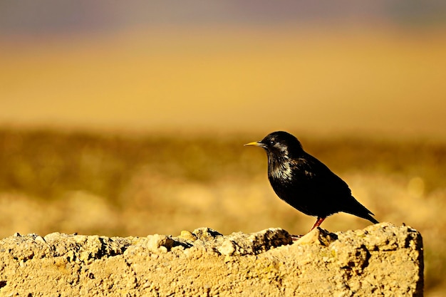 ムクドリ単色黒ムクドリはムクドリ科のスズメ目の鳥の一種です