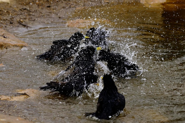 Sturnus unicolor - The black starling is a species of passerine bird in the Sturnidae family. 