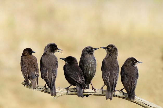 Sturnus unicolor - The black starling is a species of passerine bird in the Sturnidae family. 