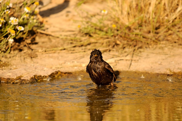 Sturnus 단색 검은 찌르레기는 sturnidae 계통의 passerine 새의 종입니다