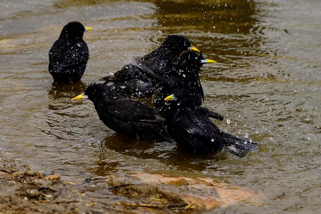 ムクドリ単色黒ムクドリはムクドリ科のスズメ目の鳥の一種です