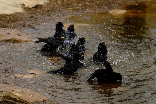 Sturnus unicolor de zwarte spreeuw is een zangvogel uit de familie sturnidae