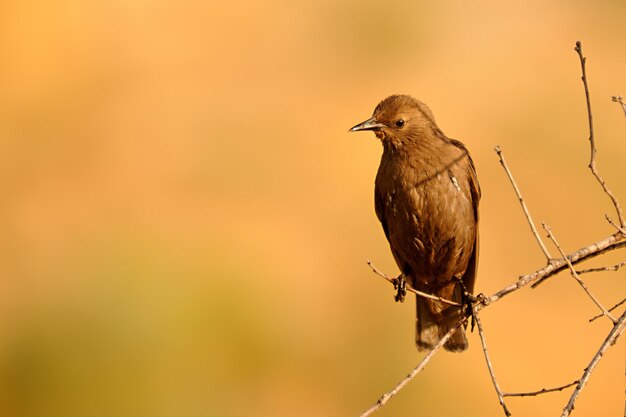 Sturnus unicolor de zwarte spreeuw is een zangvogel uit de familie sturnidae