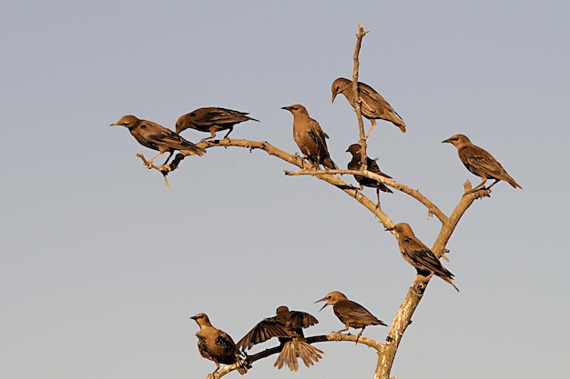 Sturnus unicolor de zwarte spreeuw is een zangvogel uit de familie sturnidae