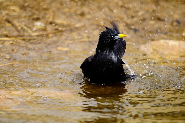 Sturnus unicolor de zwarte spreeuw is een zangvogel uit de familie sturnidae