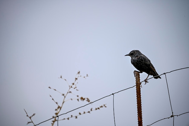 Sturnus vulgaris or common starling is a species of passerine bird in the family Sturnidae