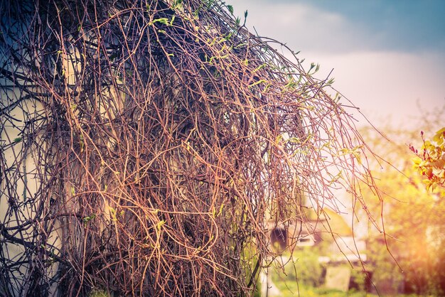 Style of the house in the village is covered with a grape grapevine