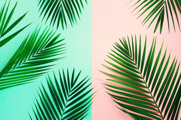 Styled summer concept tropical palm leaves on pink and blue background minimal nature creative flat lay with copy space top view