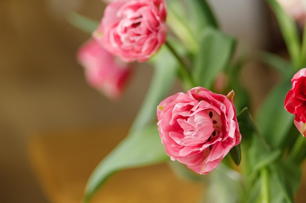 Stylish beautiful tulips bouquet in vase on wooden table in rustic room floral festive arrangement in farmhouse spring flowers composition happy mothers day and womens