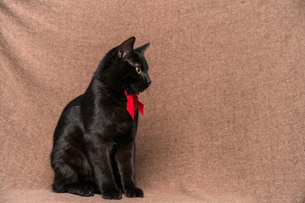 Stylish black cat in a red bow around his neck lies on a beige rag background