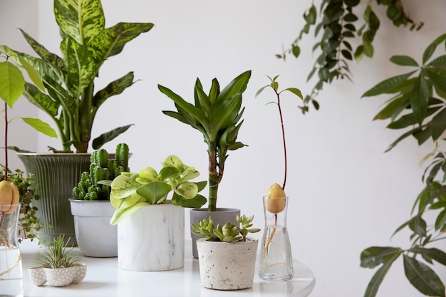 Stylish and botany composition of home garden filled a lot of plants in different pots on the white table White background walls Plants love Spring blossom Template