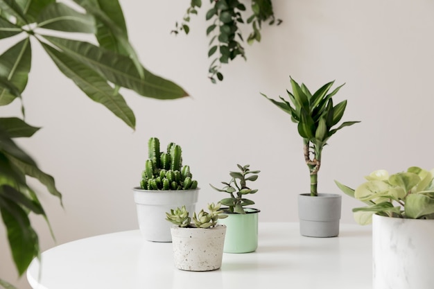 La composizione elegante e botanica del giardino interno di casa ha riempito molte piante di design diverso, vasi eleganti sul tavolo bianco. il verde è meglio. fiore di primavera.