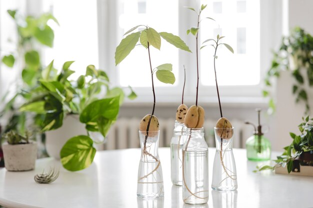 La composizione elegante e botanica del giardino interno di casa ha riempito molte piante di design diverso, vasi eleganti sul tavolo bianco.