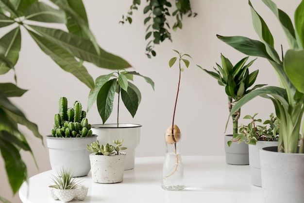 La composizione elegante e botanica del giardino interno di casa ha riempito molte piante di design diverso, vasi eleganti sul tavolo bianco.