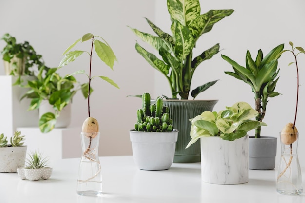 Composizione elegante e botanica del giardino interno di casa con piante in diversi vasi modello