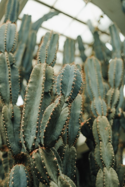 ホームガーデンインテリアのスタイリッシュな構成には、さまざまなデザインの美しいサボテンの植物がたくさん詰まっています