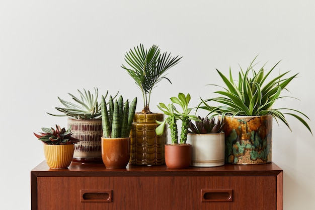 La composizione elegante dell'interno del giardino di casa ha riempito molte belle piante, cactus, piante grasse, piante aeree in diversi vasi di design. concetto di giardinaggio domestico giungla domestica. copia spazio.