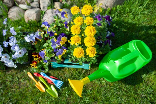 Stylish concept of gardening planting planning floriculture\
bright yellow and red flowers rubber boots and watering can