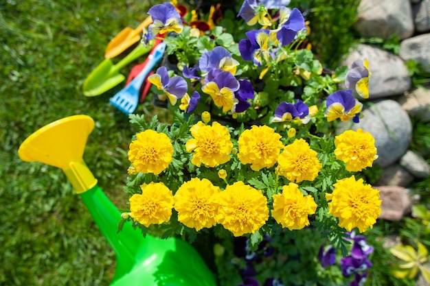 Stylish concept of gardening planting planning floriculture\
bright yellow and red flowers rubber boots and watering can