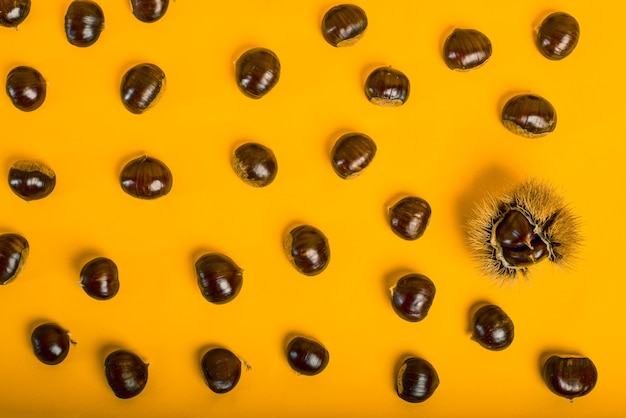 Stylish and elegant composition of chestnut on yellow background