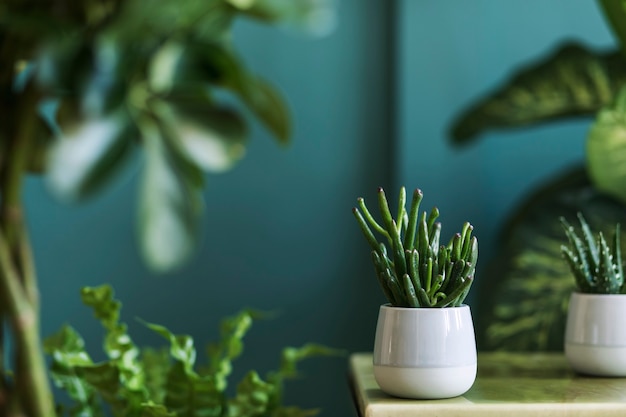 Stylish floral composition with beautiful plants, cacti and succulents in design and hipster pots on the coffee table. Natural living room. Green walls. Home gardening concept. Template.