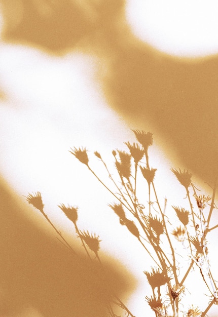 Stylish flowers shadow on beige wall. Minimal aesthetic wallpaper