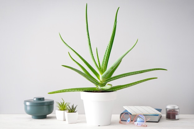 Elegante cornice per interni per la casa, pianta e libro di aloe vera